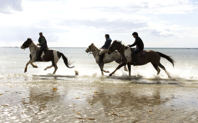 Cornwall Swimming Horses